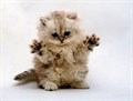 Кошки Кошки