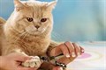 Косметика, грумминг Косметика, грумминг
