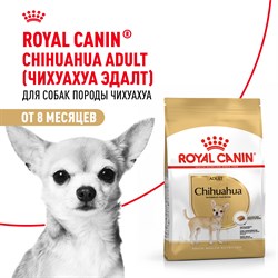 Royal Canin сухой корм  для взрослого чихуахуа с 8 мес., Chihuahua 28 - фото 53484