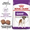 ROYAL CANIN (Роял Канин) Giant Adult (Джайнт Эдалт)  для взрослых собак очень крупных размеров - фото 26764