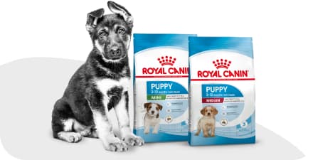 Щенок рядом с кормом Royal Canin.